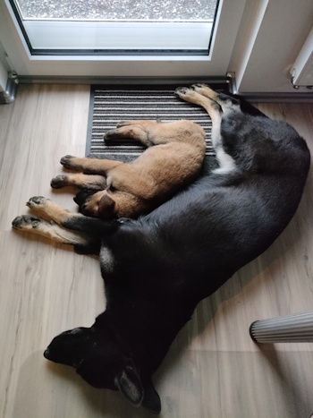 Jaro der Barketer
